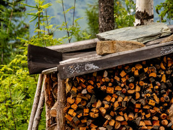 Close-up of logs in forest