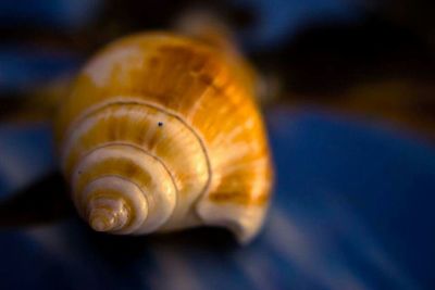 Close-up of plant against blurred background
