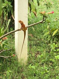 Bird perching on a field