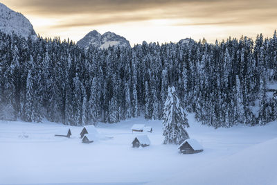 Trees on snow covered field against sky