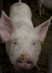 High angle portrait of pig