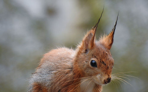 Close-up of squirrel