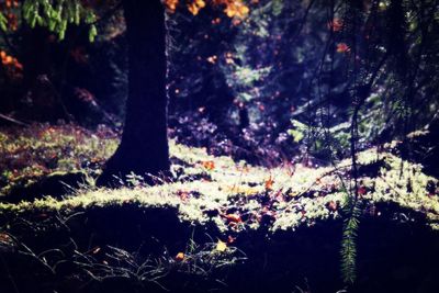 Trees in forest