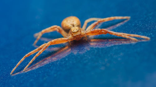 Close-up of spider