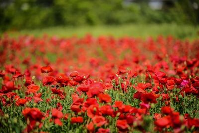 Red flowers growing on field