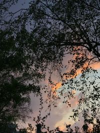 Low angle view of silhouette trees against sky