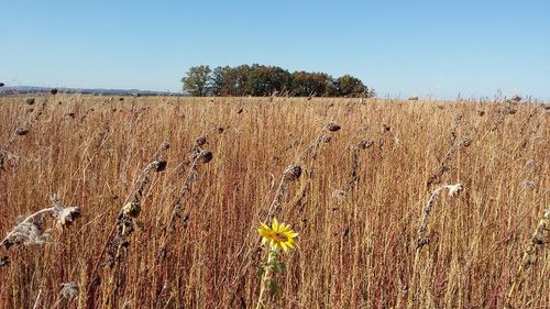 Scenic view of flowering plants on field against sky