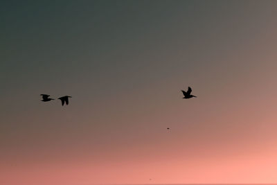 Low angle view of silhouette birds flying in sky