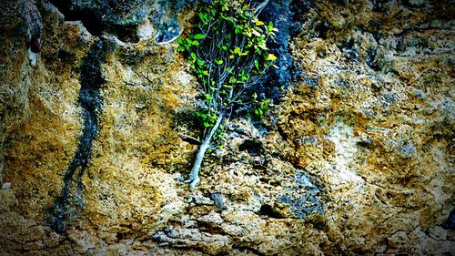 Close-up of moss growing on tree trunk