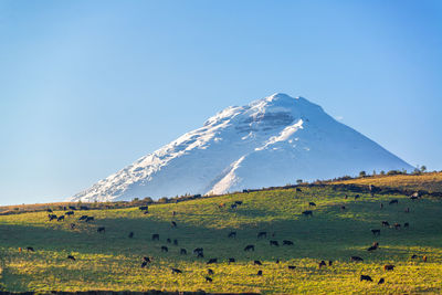 Cattle grazing on field against snowcapped mountain in background