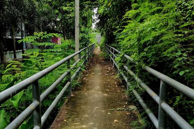 Footpath amidst trees seen through railing
