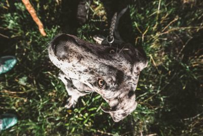 Close-up of a dog looking away