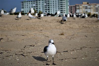 Seagulls perching on a land