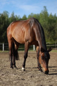 Horse standing in ranch