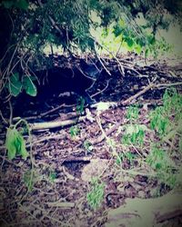 Plants growing in forest