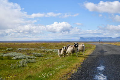 View of sheep on road