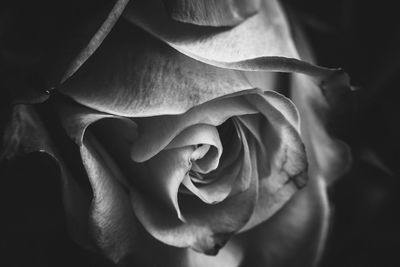 Close-up of rose against black background