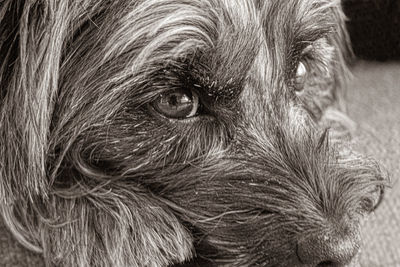 Close-up portrait of a dog