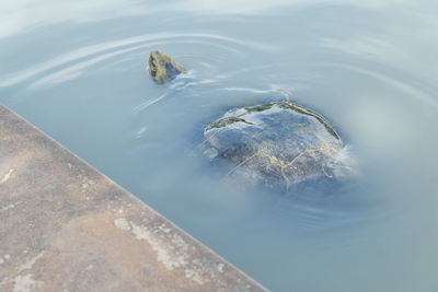 High angle view of turtle swimming in sea