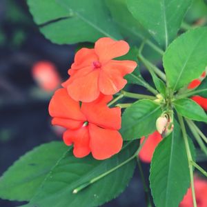 Close-up of red flowers