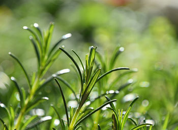 Close-up of rosemary