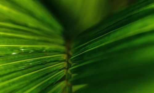 Full frame shot of palm tree leaves