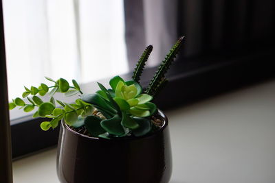 Close-up of potted plant on window sill