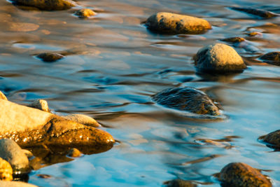 View of duck swimming in lake