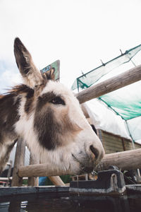 Low angle view of donkey by fence against sky