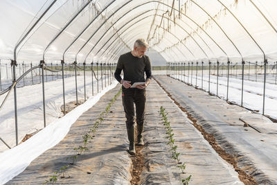 Farmer with digital tablet looking at tomato seedlings while walking through greenhouse