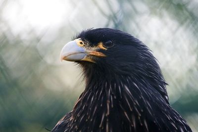 Close-up of bird looking away