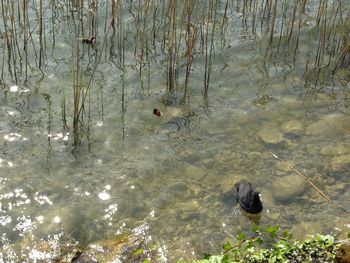 Birds swimming in lake