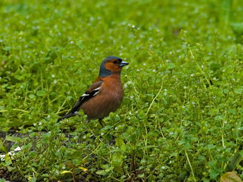 Bird perching on a field