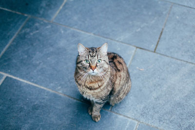 Portrait of cat sitting on tiled floor