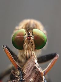 Robberfly, the face of a robber insect