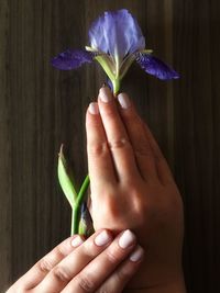 Close-up of hand holding purple flower