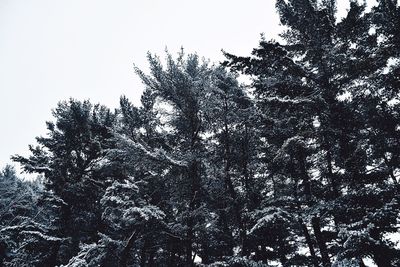 Low angle view of trees in forest during winter