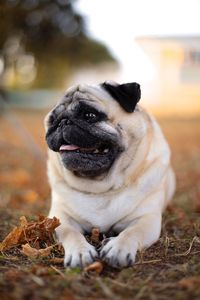 Close-up portrait of a dog