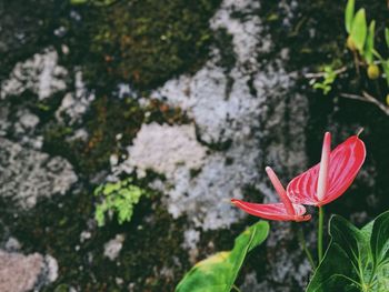 High angle view of red flowering plant