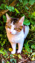 Close-up portrait of cat