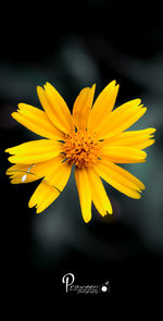 Close-up of yellow flowering plant