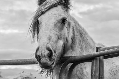 Close-up of horse in ranch