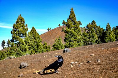 View of an animal on land