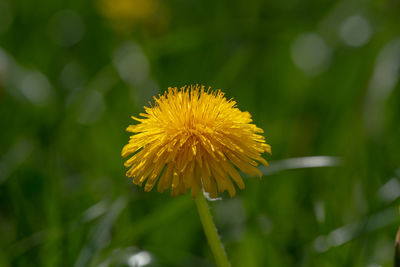 Close-up of yellow flower on field