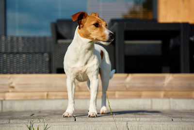 Cute small dog on front yard near suburban house at summer day