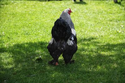 Black rooster in a field