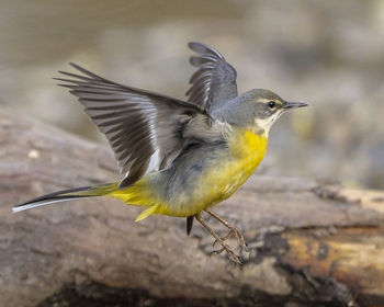 Close-up of a bird flying