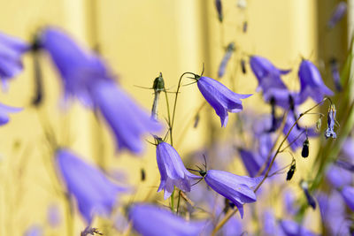 Close-up of insect on purple flowering plant