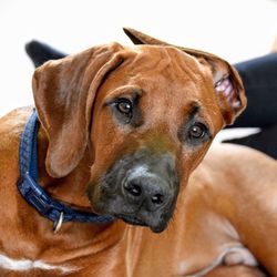 Close-up portrait of dog at home