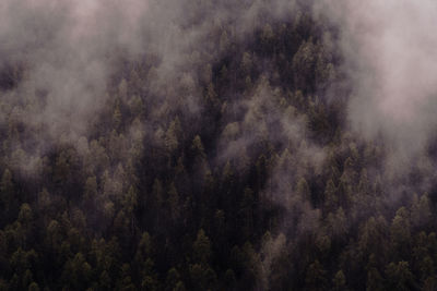 Full frame shot of trees against sky